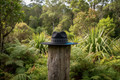 Pātikitiki Image 1 — Native NZ Bush