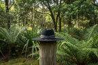 Pātikitiki Image 2 — Native NZ Bush