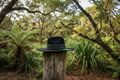 Whanaungatanga — Native NZ Setting